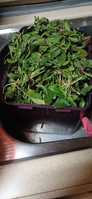 손성금님의 기타작물 · 영농일지 작성글 사진