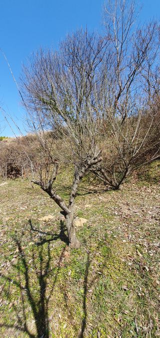 김영진님의 감 · 영농일지 작성글 사진