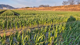 서정욱님의 마늘 · 영농일지 작성글 사진