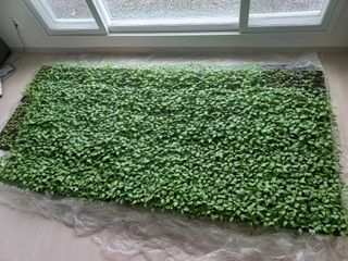 이일승님의 기타작물 · 영농일지 작성글 사진