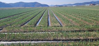 구춘봉님의 마늘 · 영농일지 작성글 사진