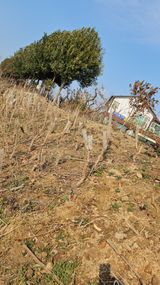 팜모닝 기타작물·영농일지 게시글 이미지