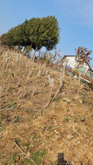 이수현님의 기타작물 · 영농일지 작성글 사진