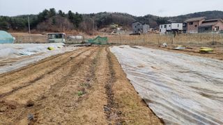 김윤회님의 감자 · 영농일지 작성글 사진