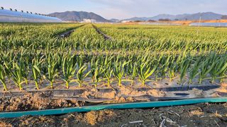 서정욱님의 마늘 · 영농일지 작성글 사진