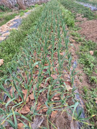 문성농장15146님의 기타작물 · 영농일지 작성글 사진