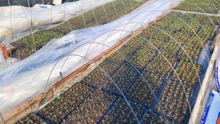 여우내 이순홍님의 고추 · 영농일지 작성글 사진