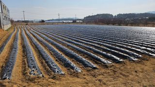 김남근님의 감자 · 영농일지 작성글 사진