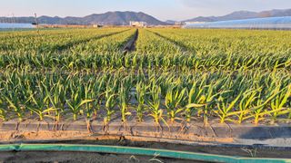 서정욱님의 마늘 · 영농일지 작성글 사진