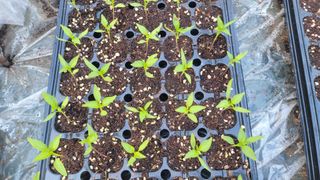 여우내 이순홍님의 고추 · 영농일지 작성글 사진