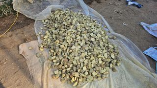 김남근님의 감자 · 영농일지 작성글 사진