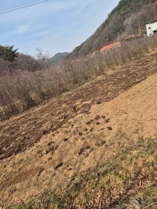 매실21434님의 기타작물 · 영농일지 작성글 사진