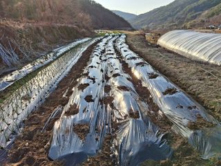 수기님의 기타작물 · 영농일지 작성글 사진