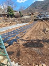 팜모닝 고추·영농일지 게시글 이미지