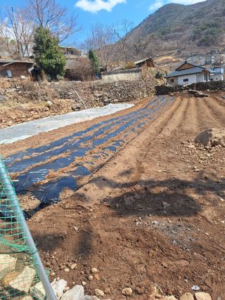 한정술님의 고추 · 영농일지 작성글 사진