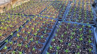 여우내 이순홍님의 고추 · 영농일지 작성글 사진