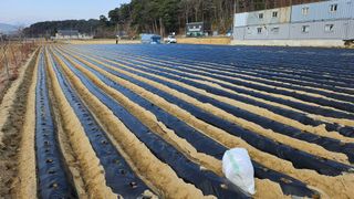 김남근님의 감자 · 영농일지 작성글 사진