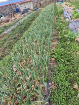 팜모닝 기타작물·영농일지 게시글 이미지