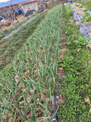 문성농장15146님의 기타작물 · 영농일지 작성글 사진