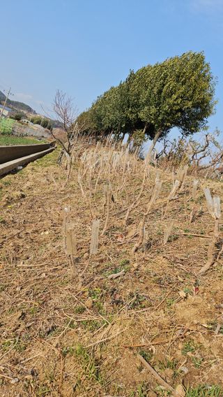 이수현님의 기타작물 · 영농일지 작성글 사진