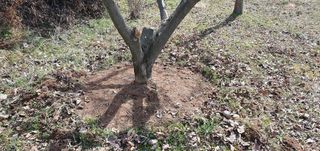 김영진님의 감 · 영농일지 작성글 사진