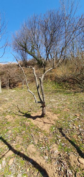 김영진님의 감 · 영농일지 작성글 사진