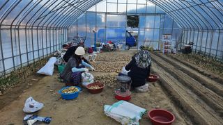 김남근님의 감자 · 영농일지 작성글 사진