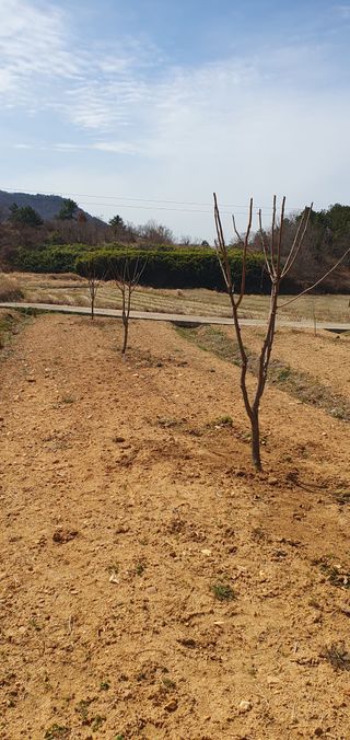 김영진님의 감 · 영농일지 작성글 사진
