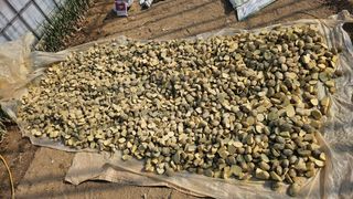 김남근님의 감자 · 영농일지 작성글 사진