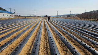 김남근님의 감자 · 영농일지 작성글 사진