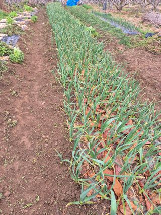 문성농장15146님의 기타작물 · 영농일지 작성글 사진