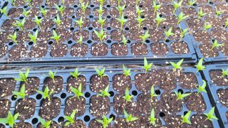 여우내 이순홍님의 고추 · 영농일지 작성글 사진