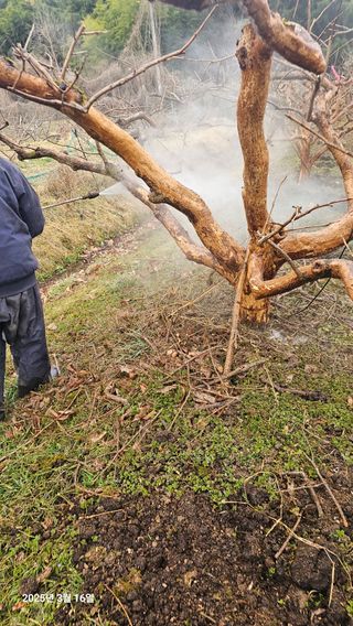 주하네팜(태추,부유님의 감 · 영농일지 작성글 사진