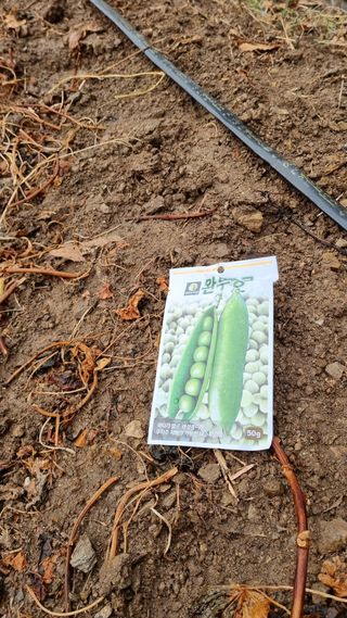 빛밭님의 고추 · 영농일지 작성글 사진