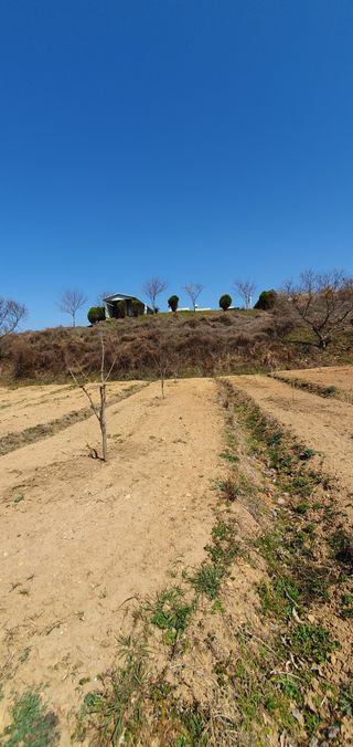 김영진님의 감 · 영농일지 작성글 사진