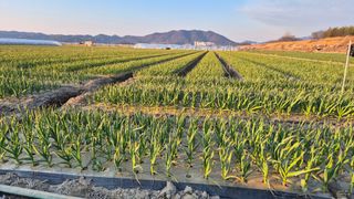 서정욱님의 마늘 · 영농일지 작성글 사진