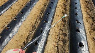 김남근님의 감자 · 영농일지 작성글 사진