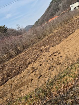 매실21434님의 기타작물 · 영농일지 작성글 사진