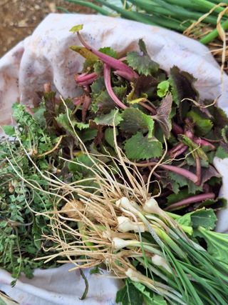 레인보우가든님의 기타작물 · 영농일지 작성글 사진