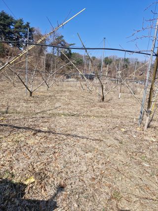 백운농원 님의 기타작물 · 영농일지 작성글 사진