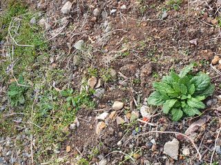 금강석님의 기타작물 · 영농일지 작성글 사진