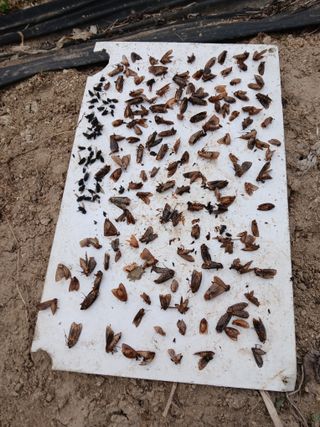 은행5k35000원님의 기타작물 · 영농일지 작성글 사진