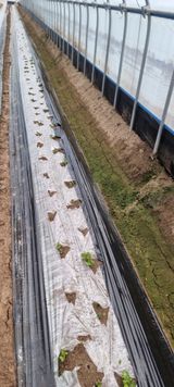 팜모닝 감자·영농일지 게시글 이미지