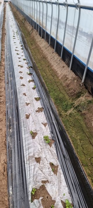 문승철님의 감자 · 영농일지 작성글 사진