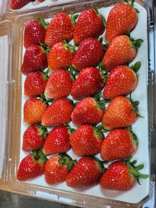 덕촌농원님의 딸기 · 영농일지 작성글 사진