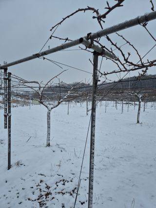 신인농원님의 기타작물 · 영농일지 작성글 사진