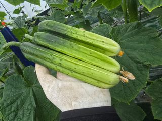 조영숙님의 오이 · 영농일지 작성글 사진