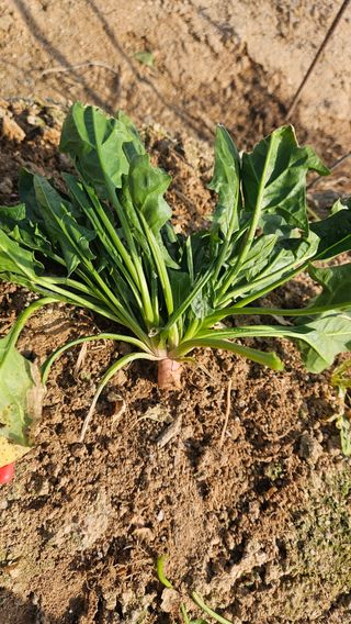 김동길님의 기타작물 · 영농일지 작성글 사진