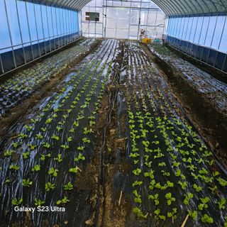 박용열조물주님 님의 상추 · 영농일지 작성글 사진