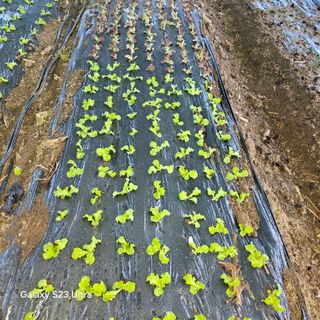 박용열조물주님 님의 상추 · 영농일지 작성글 사진